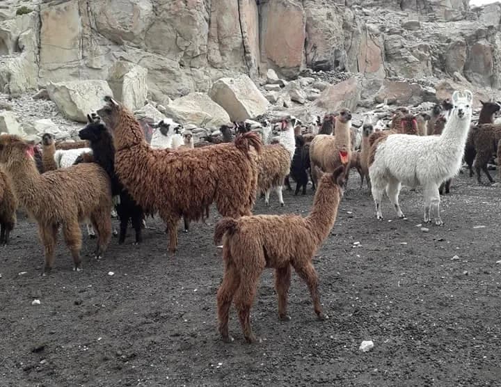 Llamas de los criadores asociados