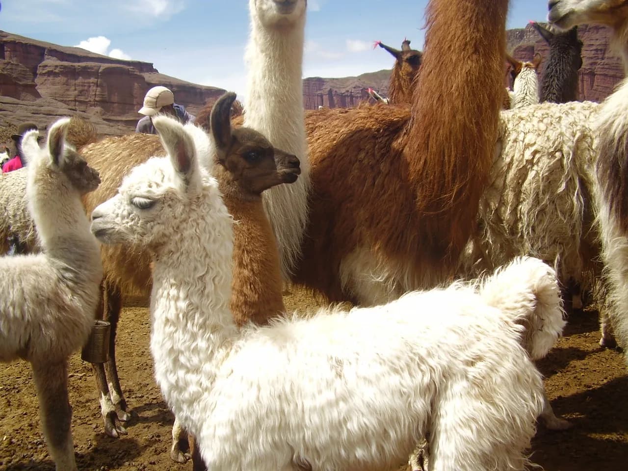 Llamas de la región de Tupiza